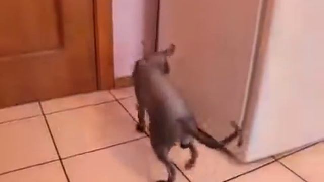 Восхитительный говорящий кот! Как дела? Нормаально! смотреть онлайн