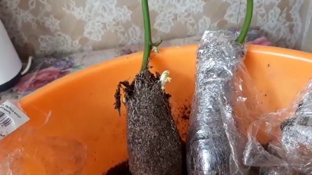 Ежевика.Рассаживаем полученные саженцы. смотреть онлайн