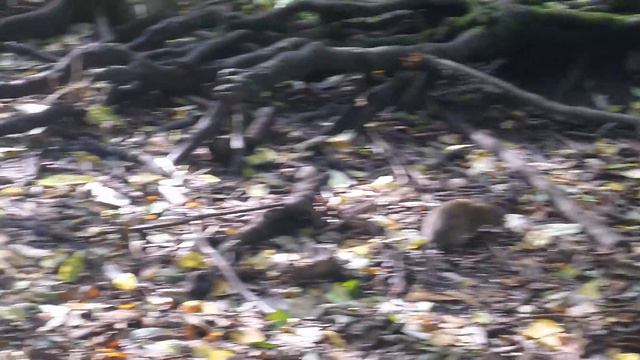 Крысы у родника Царевна Лебедь.Покровское Стрешнево смотреть онлайн