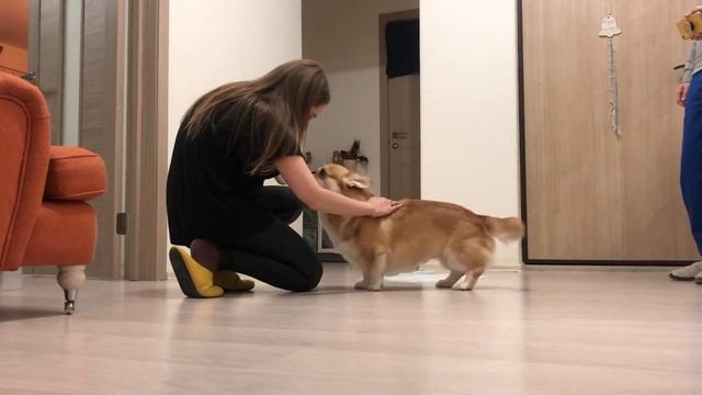 ?WE GOTA A PUPPY! Dog reaction? TWO CORGI at home? 8 week old puppy смотреть онлайн