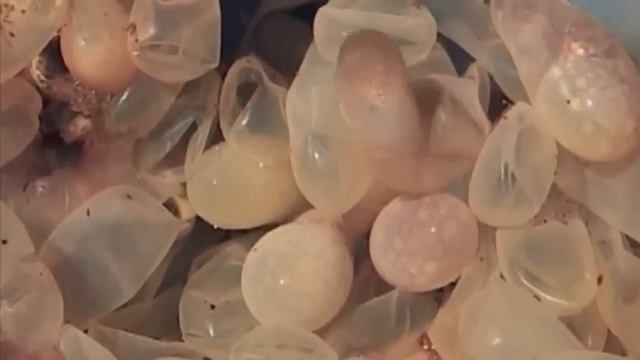 Рождение маленьких осьминогов. смотреть онлайн