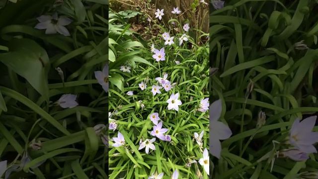 Ipheion Spring bulbs flowering смотреть онлайн