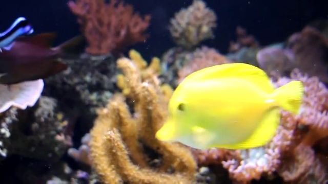 BlueReef Aquarium | Newquay смотреть онлайн