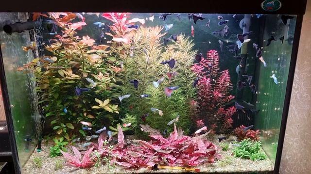 Ассорти гуппи в 100 литрах смотреть онлайн