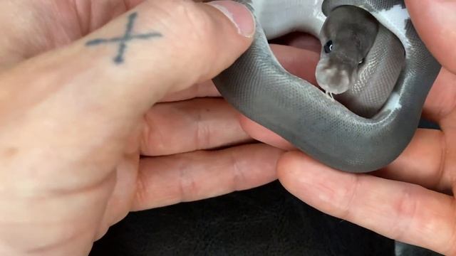 BEAUTIFUL BLACK BALL PYTHON || CLUTCH UPDATE смотреть онлайн