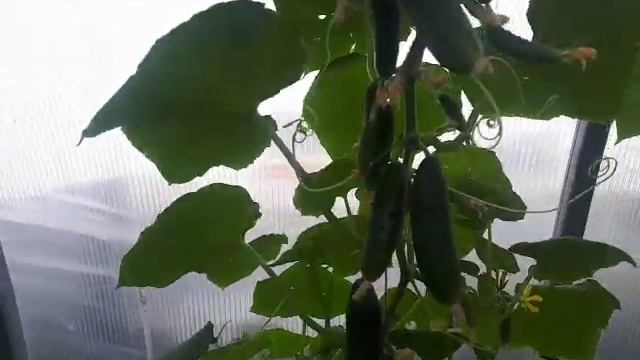 супер урожайный огурец Трюкач смотреть онлайн