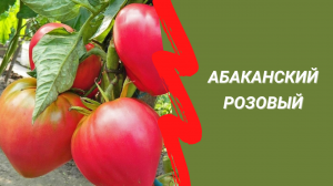 Томат Абаканский розовый – самый вкусный сорт для открытого грунта