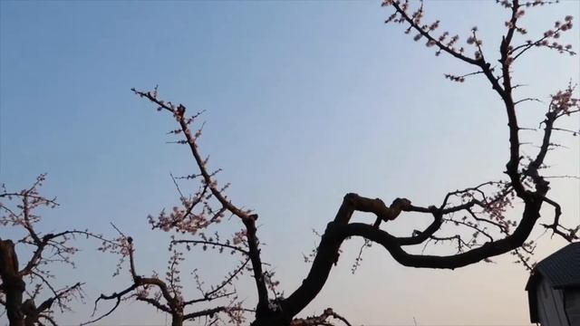 Влад помощник? Бабушкина рассада)) АЛИНА КАТАЕТСЯ НА САМОКАТЕ!!! смотреть онлайн