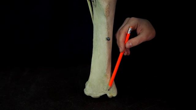 Кости голени домашних животных смотреть онлайн