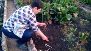 "Садовая глоксиния" или инкарвиллея. Посадка