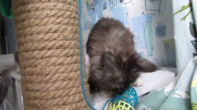 Kitten and palm.Котенок и пальма. смотреть онлайн