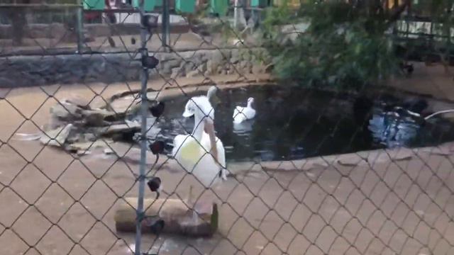 Зоопарк пеликаны смотреть онлайн