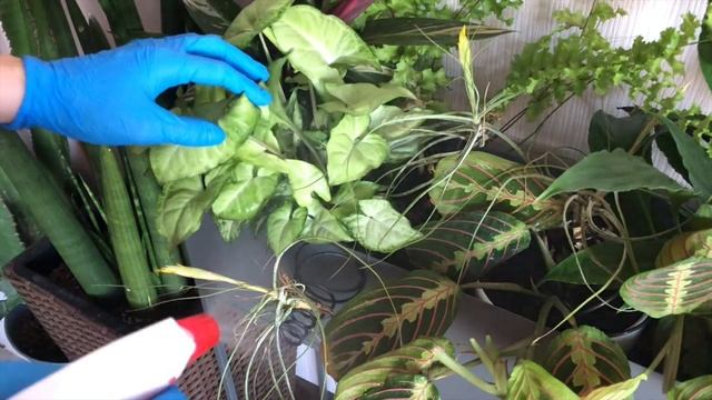 Зеленый уголок дома. Прием фитодизайна. Как разместить много растений в одном месте красиво? смотреть онлайн