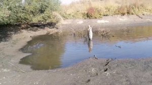 Спускаем пруд