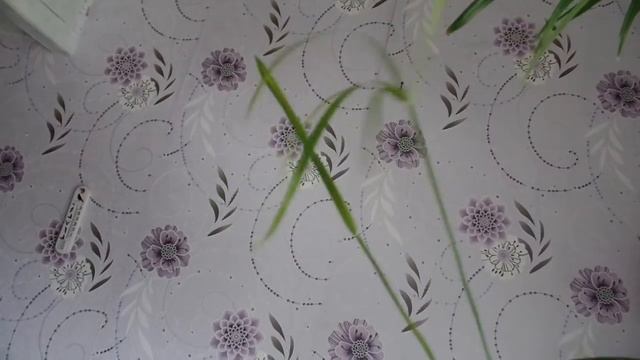 Комнатное растение Циперус (Cyperus) немного об уходе и размножении. 3-я часть смотреть онлайн