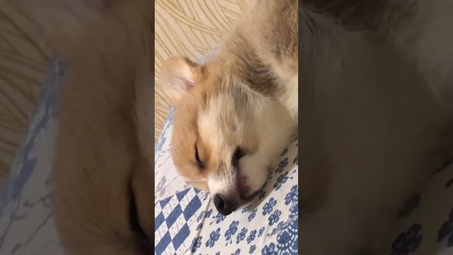 Малыш корги спит #коргипемброк #корги #малышкорги смотреть онлайн