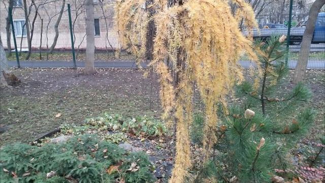 Осенние пейзажи смотреть онлайн