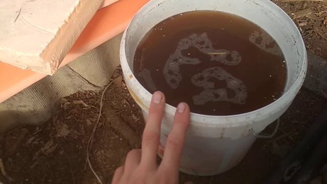 Рассада огурцов | Азотное удобрение | Теплица смотреть онлайн