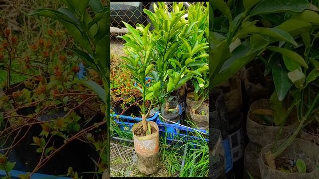 Цирусы 2023г. Обзор Мандарин Абхазкий. Лимон Меер. Апельсин Вашингтон. Кумкват??? смотреть онлайн