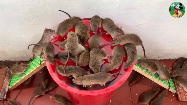 Best Mouse Traps | The most effective simple homemade mouse trap | Traps with plastic buckets смотреть онлайн