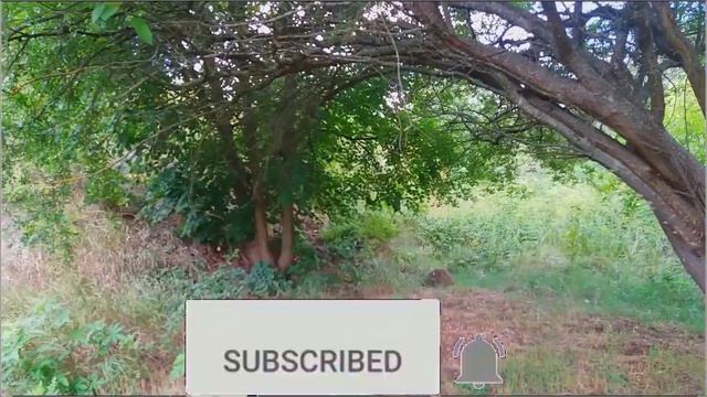 ЗДЕСЬ ЖИВЕТ ЛЕШИЙ. Очень Красивая, Позитивная Музыка. Приятной прогулки на природе !!!