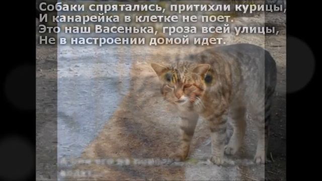 Веселые картинки. Коты приколисты. Смешные коты и кошки. смотреть онлайн