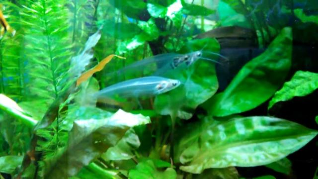 Стеклянный сомы смотреть онлайн