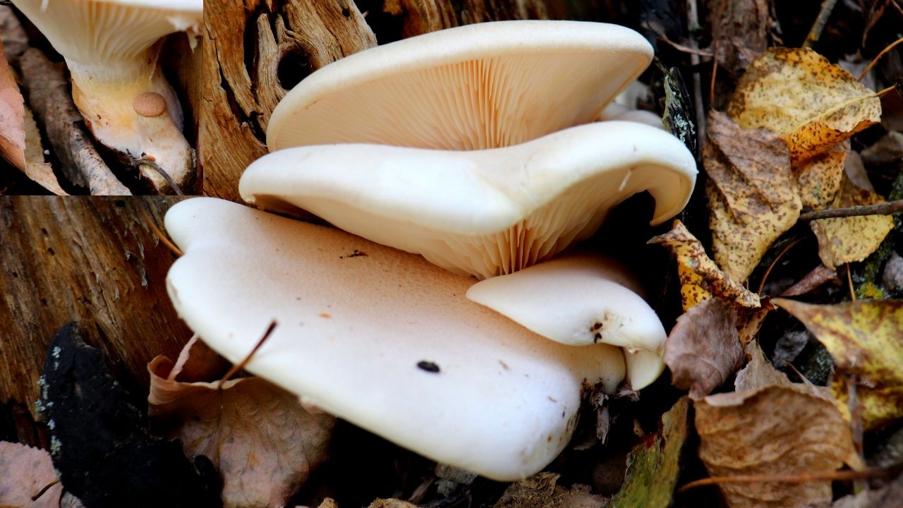 Вешенка дубовая | Pleurotus dryinus смотреть онлайн