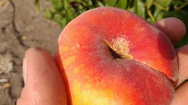 Инжирный персик Свит Ринг. Peach Sweet Ring. Ранний сорт. Просто медовые плоды! Обзор от Макси Сад смотреть онлайн