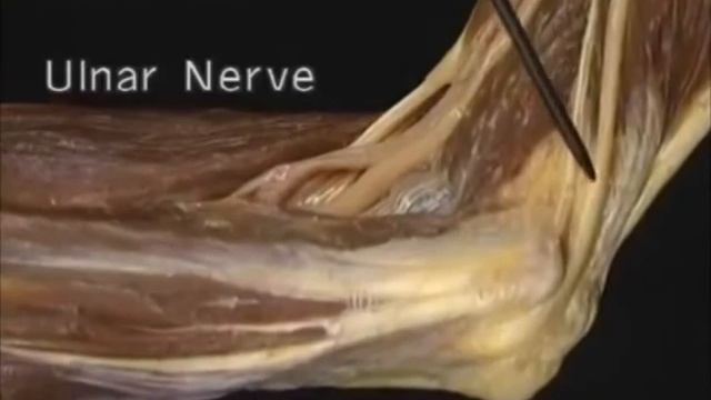1.3.19 срединный нерв и локтевой нерв на предплечье и кисти (4.06)