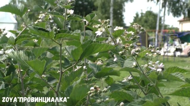 ВРЕДИТЕЛЬ в саду/ Бронзовка вонючая она же Олёнка зловонная-рябая/Что делать/Нужен совет/ #бронзовк смотреть онлайн