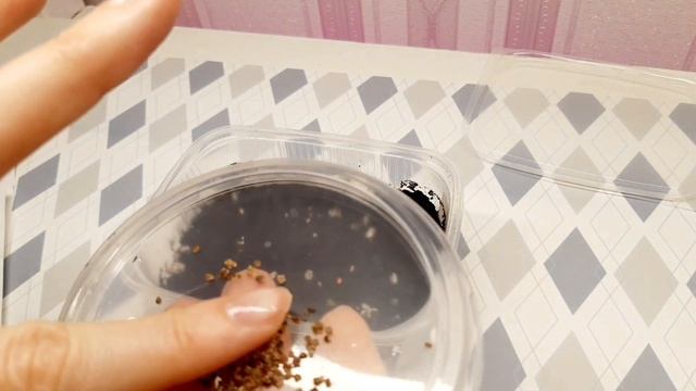 Кохия Посев Всходы за сутки!!!