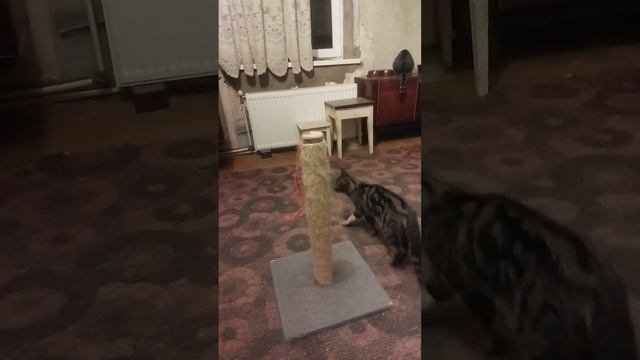 НОВОСТИ КОШКИНОГО ? смотреть онлайн