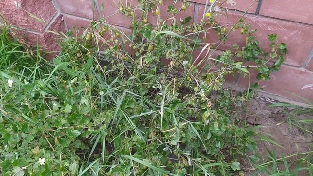 Собираем урожай крыжовника. Высокорослый Черный негус, Малахит и неизвестный сорт. смотреть онлайн