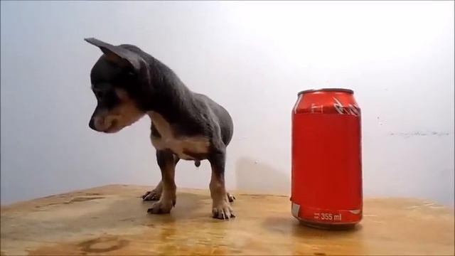 Chihuahua Azul en Venta - Mini Toy, Bolsillo, Teacup, Tacita, Mini, Micro смотреть онлайн