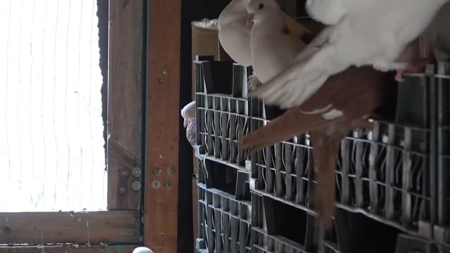 ДЛЯ МОЕЙ ПТИЦЫ как я ОЧЕНЬ ПРОСТО построил ГНЕЗДА смотреть онлайн