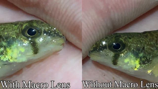 Clip on Macro Lens for Micro Fishing - Is It Worth It? смотреть онлайн
