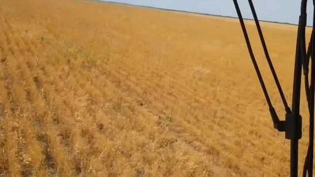 Выращивание бинарных посевов. 18.07.2019 No-till. Уборка и подведение итогов смотреть онлайн