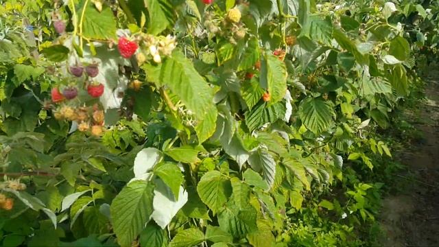 Как сделать бюджетную шпалеру для ремонтантной малины? смотреть онлайн