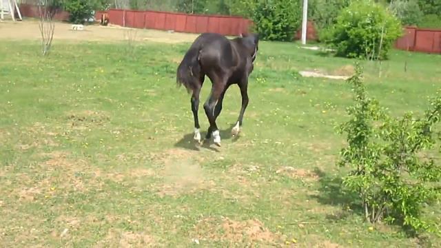 Томирис (2013 года рождения)