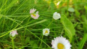 ASMR расслабляющие звуки природы весеннего утра / Весенние цветы в саду