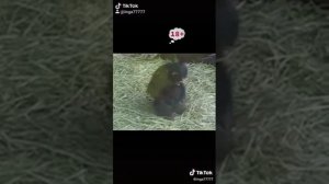 У обезьян тоже бывают извращенцы