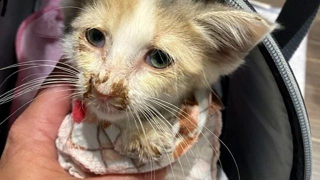 БЕЗДОМНЫЙ котенок отчаянно СТУЧИТСЯ в дверь, но вы не представляете, что произойдет после этого!