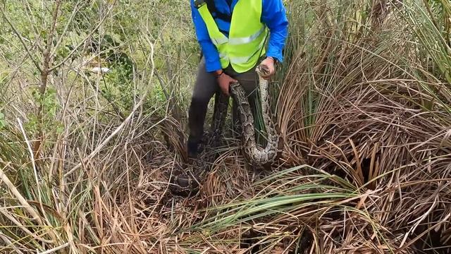 PYTHON BREAKS the STATE RECORD!!! - 111 EGGS смотреть онлайн