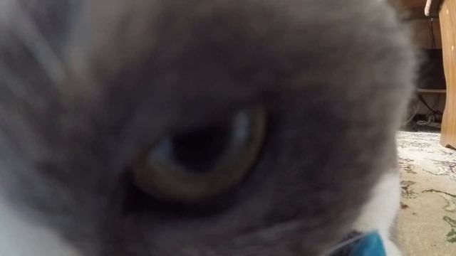 Кошачья мята смотреть онлайн