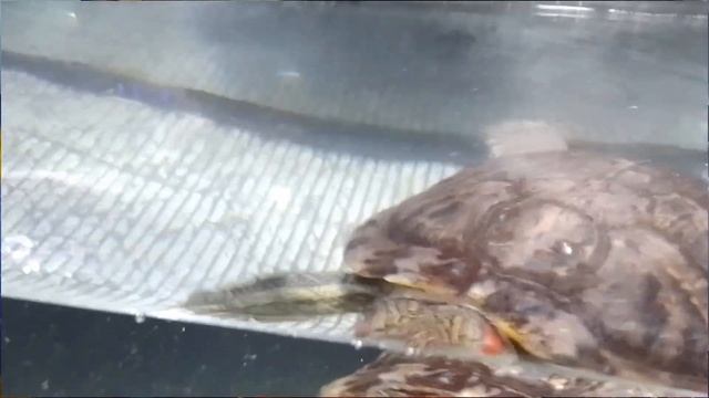 Красноухая или Болотная черепаха! Кого выбрать? Кто лучше? Сравнение! / ЧЕРИ TV смотреть онлайн