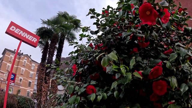 Беженцы 🇺🇦 в Швейцарии 🇨🇭 Как он уже надоел 🎉 смотреть онлайн