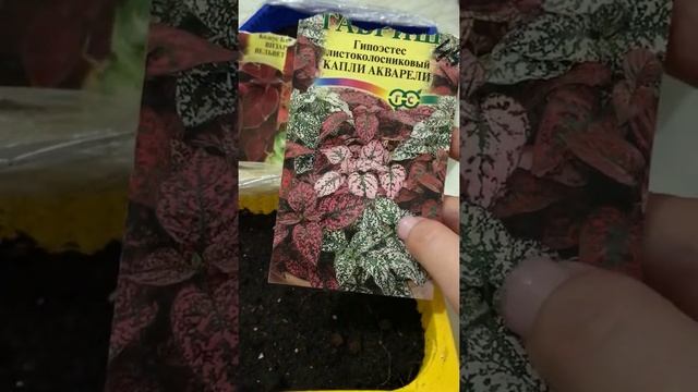 Колеус , гипоэстес . Семена цветов . Выращивание цветов из семян . Комнатные растения смотреть онлайн