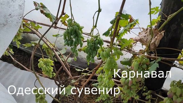 МОЙ ДАЧНЫЙ РАЙ смотреть онлайн