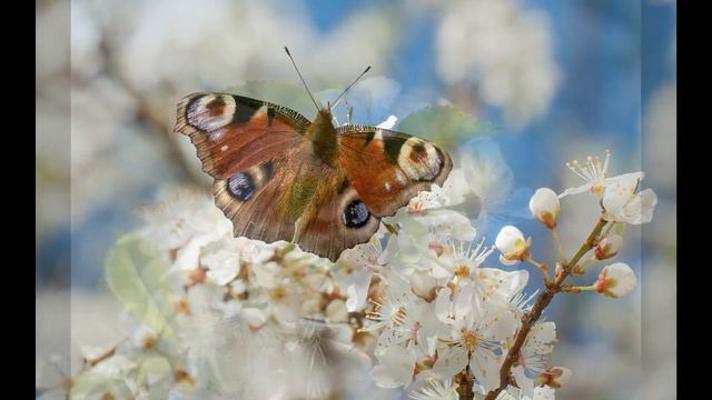 Диктант Комплект 2 2023
